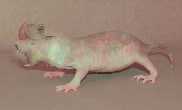 Hot Headed Ice Borer