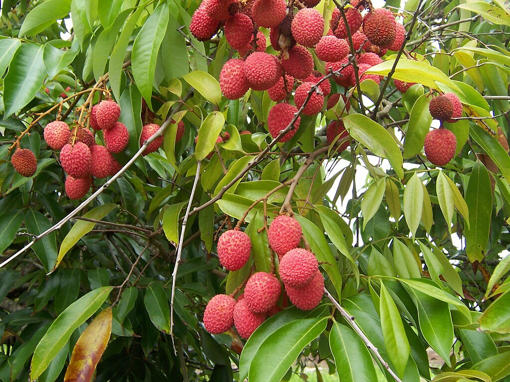 The Lychee
              Fruit