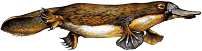 Image of Duck Billed
      Platypus. Picture of Duck Billed Platypus.